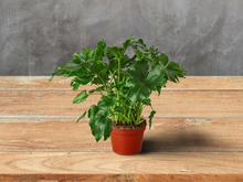 Load image into Gallery viewer, Philodendron &#39;Little Hope&#39; - 6&quot; Pot
