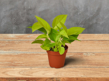 Load image into Gallery viewer, Pothos &#39;Neon&#39; - 6&quot; Pot
