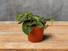 Load image into Gallery viewer, Pothos Satin Silver Vine 6&quot; Pot
