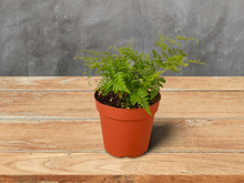Load image into Gallery viewer, Rabbit&#39;s Foot Fern - 4&quot; Pot

