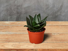 Load image into Gallery viewer, Snake Plant Jade - 4&quot; Pot
