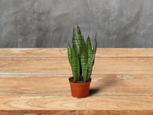 Load image into Gallery viewer, Snake Plant &#39;Zeylanica&#39; - 6&quot; Pot
