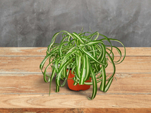 Load image into Gallery viewer, Spider Plant Bonnie 4&quot; Pot
