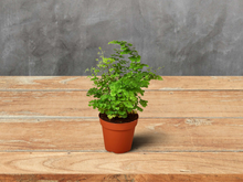 Load image into Gallery viewer, Maidenhair Fern - 4&quot; Pot
