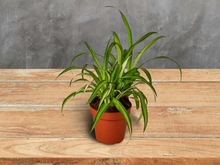Load image into Gallery viewer, Spider Plant &#39;Hawaiian&#39; - 6&quot; Pot
