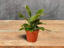 Load image into Gallery viewer, Staghorn Fern - 4&quot; Pot
