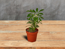 Load image into Gallery viewer, Umbrella Plant - 4&quot; Pot
