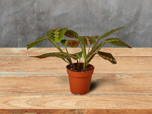 Load image into Gallery viewer, Maranta Red Prayer - 6&quot; Pot
