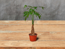 Load image into Gallery viewer, Money Tree - 6&quot; Pot

