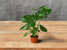 Load image into Gallery viewer, Philodendron Monstera Split-Leaf Deliciosa 4&quot; Pot
