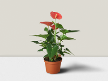Load image into Gallery viewer, Anthurium Pink Flamingo Flower 4&quot; Pot
