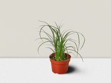 Load image into Gallery viewer, Palm Ponytail - 4&quot; Pot
