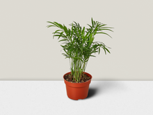 Load image into Gallery viewer, Parlor Palm - 4&quot; Pot
