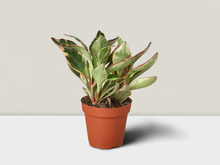 Load image into Gallery viewer, Peperomia &#39;Ginny&#39; - 4&quot; Pot
