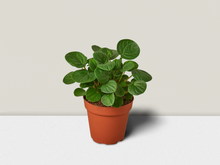 Load image into Gallery viewer, Peperomia Rana Verde - 4&quot; Pot
