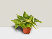 Load image into Gallery viewer, Philodendron &#39;Brasil&#39; - 4&quot; Pot
