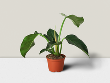 Load image into Gallery viewer, Philodendron &#39;Congo Green&#39; - 6&quot; Pot
