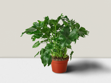 Load image into Gallery viewer, Philodendron &#39;Little Hope&#39; - 6&quot; Pot

