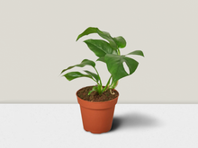 Load image into Gallery viewer, Philodendron Mini Monstera Minima - 4&quot; Pot

