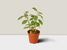 Load image into Gallery viewer, Pilea &#39;Aluminum&#39; - 6&quot; Pot
