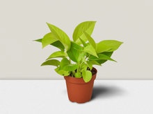 Load image into Gallery viewer, Pothos &#39;Neon&#39; - 6&quot; Pot
