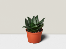 Load image into Gallery viewer, Snake Plant Jade - 6&quot; Pot
