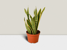 Load image into Gallery viewer, Snake Plant Laurentii - 6&quot; Pot
