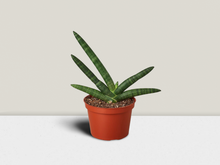 Load image into Gallery viewer, Snake Plant Starfish - 6&quot; Pot
