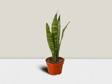 Load image into Gallery viewer, Snake Plant &#39;Zeylanica&#39; - 4&quot; Pot
