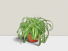 Load image into Gallery viewer, Spider Plant Bonnie 4&quot; Pot
