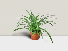Load image into Gallery viewer, Spider Plant &#39;Green&#39; - 6&quot; Pot
