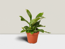 Load image into Gallery viewer, Staghorn Fern - 6&quot; Pot
