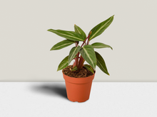 Load image into Gallery viewer, Stromanthe Sanguinea Triostar - 4&quot; Pot
