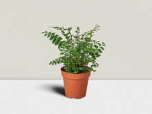 Load image into Gallery viewer, Mahogany Fern - 4&quot; Pot
