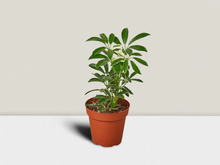 Load image into Gallery viewer, Umbrella Plant - 4&quot; Pot
