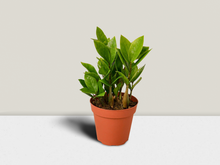 Load image into Gallery viewer, ZZ Plant - 4&quot; Pot
