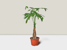 Load image into Gallery viewer, Money Tree - 4&quot; Pot
