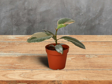 Load image into Gallery viewer, Ficus Ruby Pink &#39;Elastica&#39; Rubber tree - 6&quot; Pot
