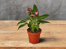 Load image into Gallery viewer, Anthurium Red Flamingo Tail Flower 6&quot; Pot

