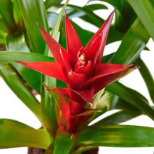Load image into Gallery viewer, Bromeliad Guzmania &#39;Red&#39; - 6&quot; Pot

