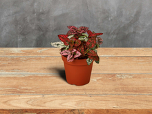 Load image into Gallery viewer, Hypoestes &#39;Red&#39; (Polka Dot Plant) -  4&quot; Pot

