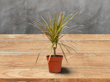 Load image into Gallery viewer, Dracaena Red Margined Madagascar Dragon Tree - 4&quot; Pot
