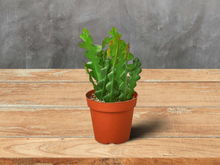 Load image into Gallery viewer, Epiphyllum &#39;Ric Rac&#39; Cactus - 6&quot; Pot

