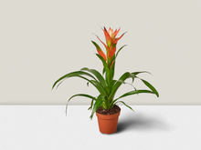 Load image into Gallery viewer, Guzmania Bromeliad &#39;Rose&#39; Scarlet Star  - 4&quot; Pot
