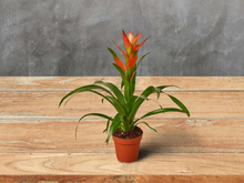 Load image into Gallery viewer, Guzmania Bromeliad &#39;Rose&#39; Scarlet Star  - 4&quot; Pot
