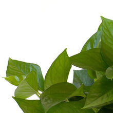 Load image into Gallery viewer, Jade Pothos Plant in 4 Inch Pot
