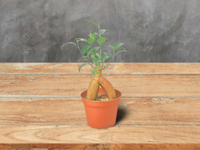 Load image into Gallery viewer, Ficus &#39;Ginseng&#39; - 6&quot; Pot
