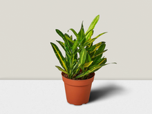 Load image into Gallery viewer, Croton &#39;Sunny Star&#39; - 4&quot; Pot

