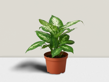 Load image into Gallery viewer, Dieffenbachia &#39;Tropic Snow&#39; - 6&quot; Pot
