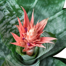 Load image into Gallery viewer, Bromeliad &#39;SilverVase&#39; - 6&quot; Pot
